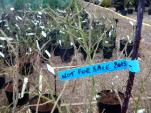 rose pruning