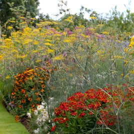 Late Summer Border at Leydens Garden. Built and maintained by gardeners in Kent at Roger Platts Garden Design and Nurseries
