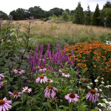 Leydens Garden in Edenbridge in kent. Wildflower meadow. Late summer border
