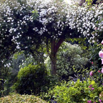 Oak Pergola in Tradtional English Garden